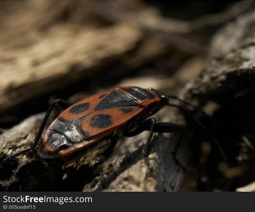 Milkweed Bug Close Up