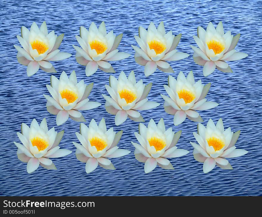 Bunch of water lily on blue water