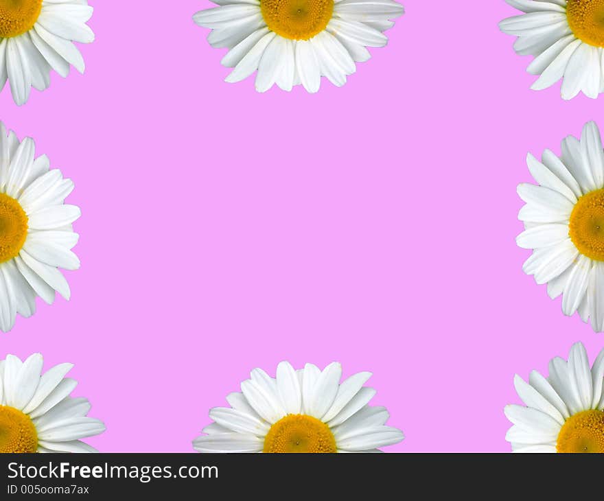 Chamomile frame pink