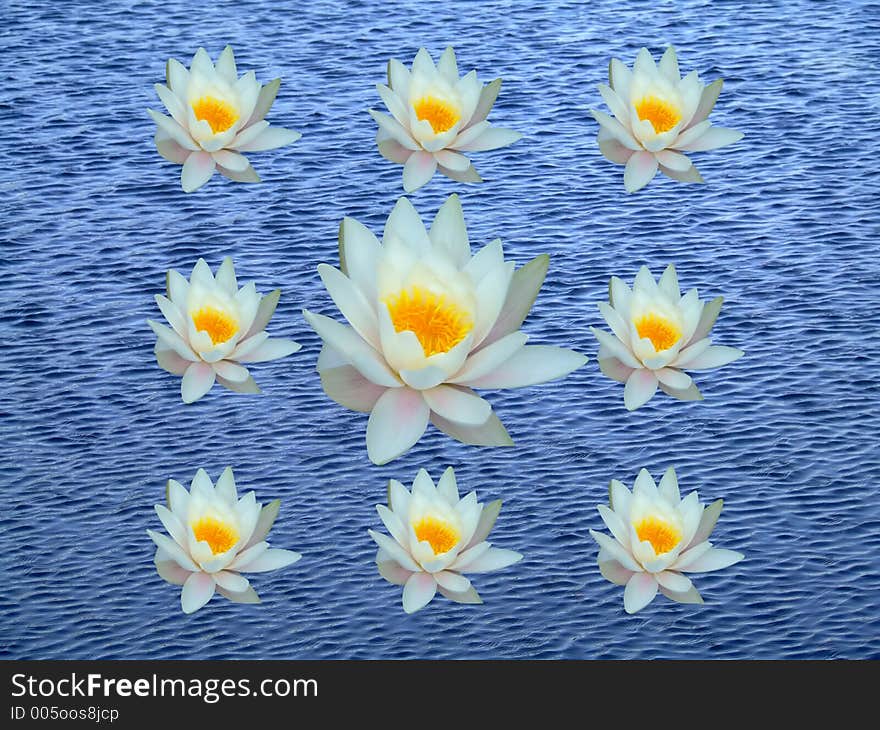 Group of water lily