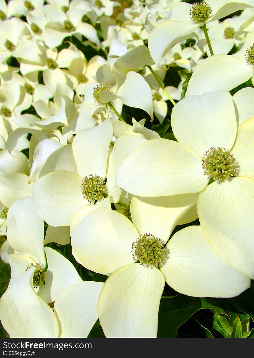 White petal