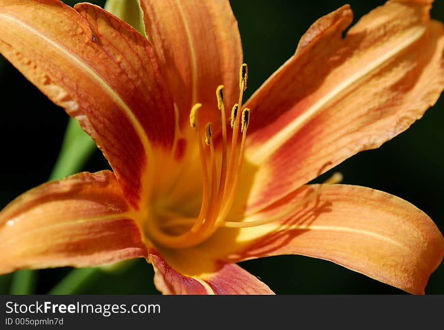 Photo of a Lillie