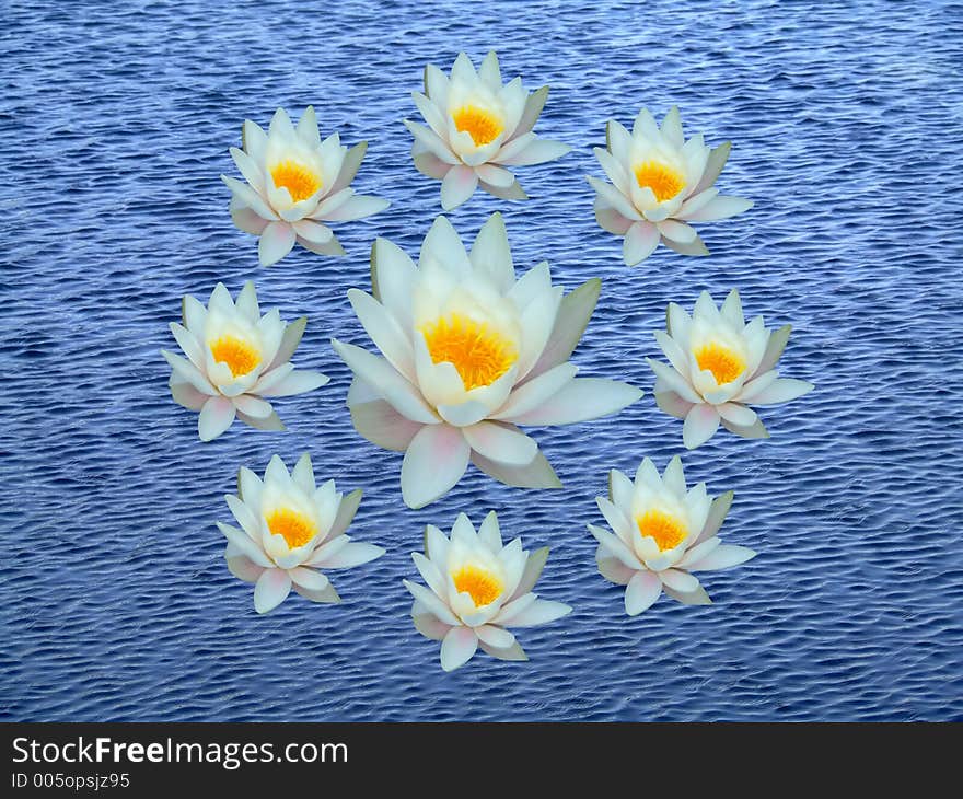 Wreath of water lily on blue water