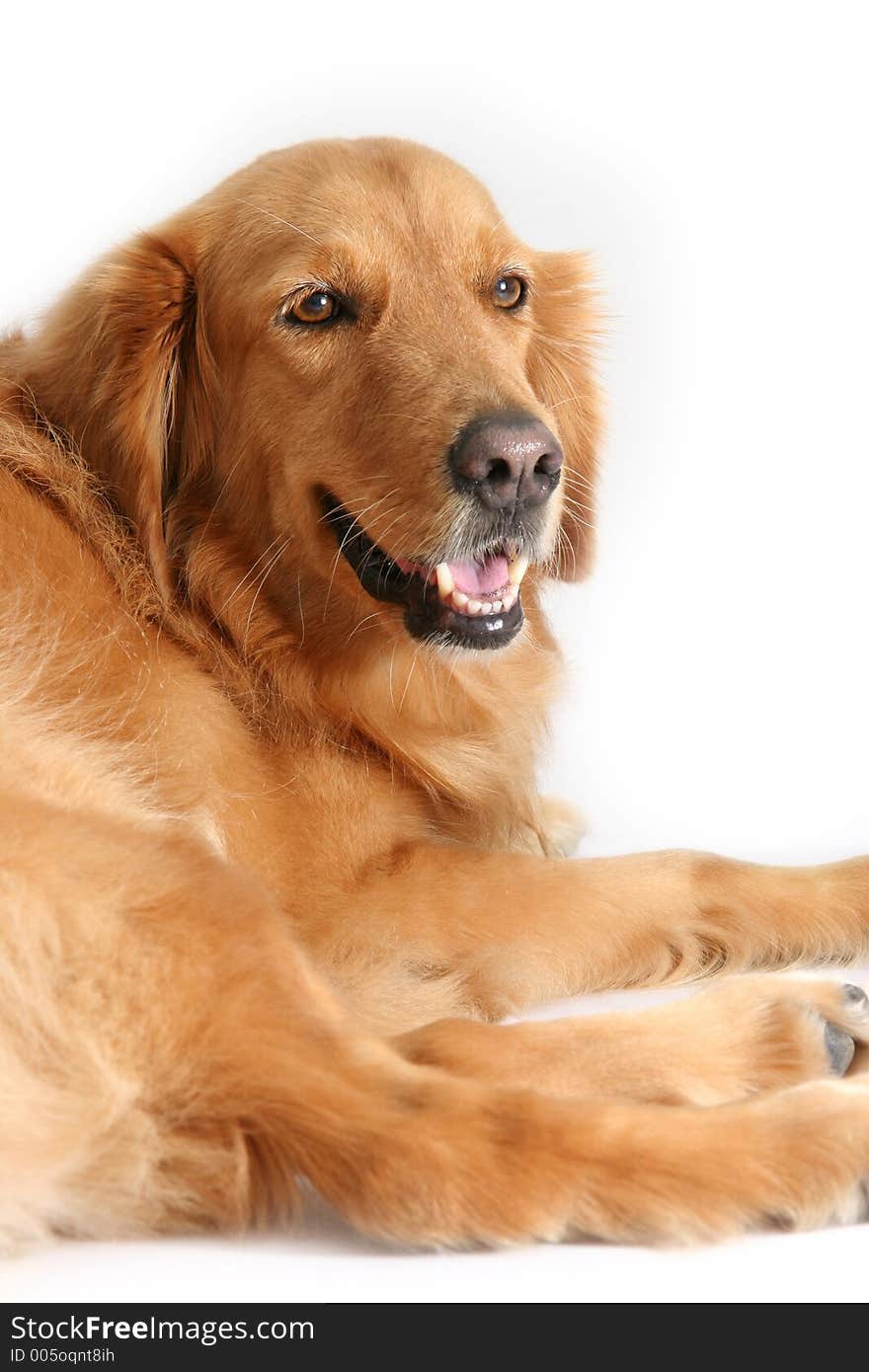 Golden retriever lying down