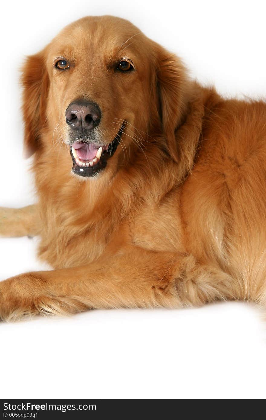 Golden retriever lying down