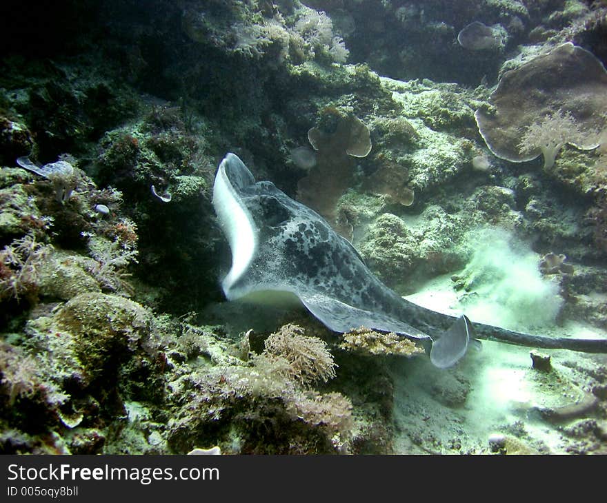 Swimming on the bottom of the sea. Swimming on the bottom of the sea