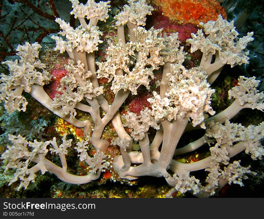 Soft Coral