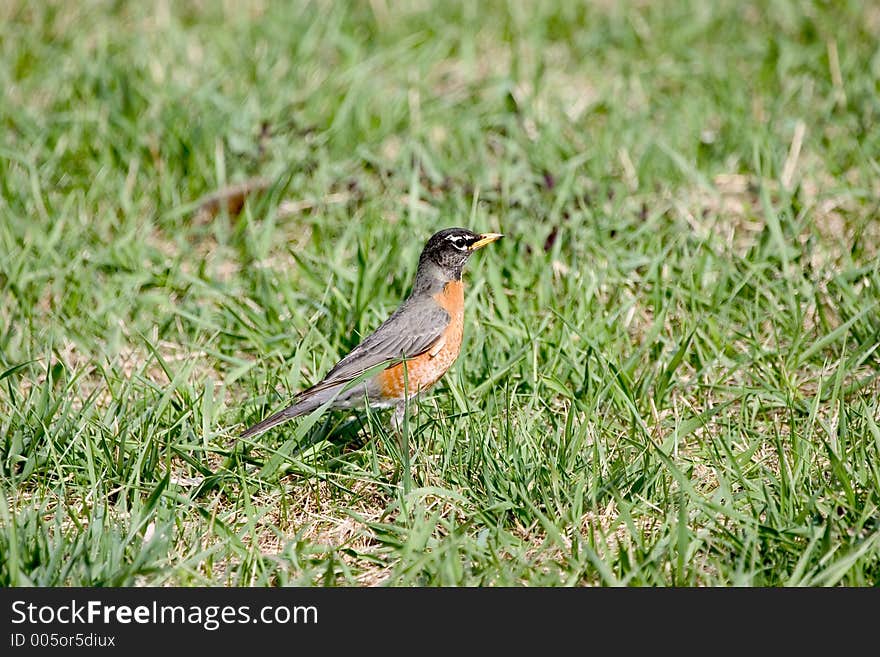 Small bird in the grass. Small bird in the grass