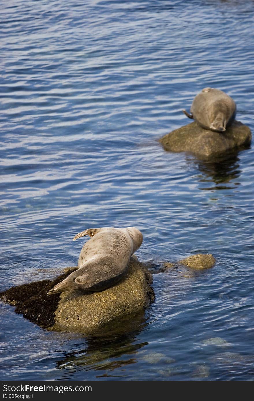 Seals longing on rocks. Focus is on the seal in the foreground. Seals longing on rocks. Focus is on the seal in the foreground