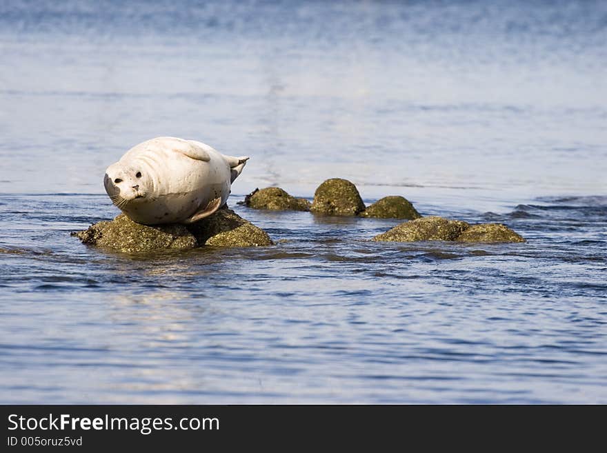 Seal On Rocks