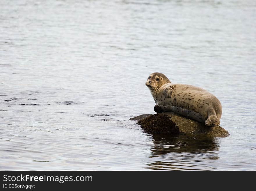 A seal lounging on rocks. A seal lounging on rocks