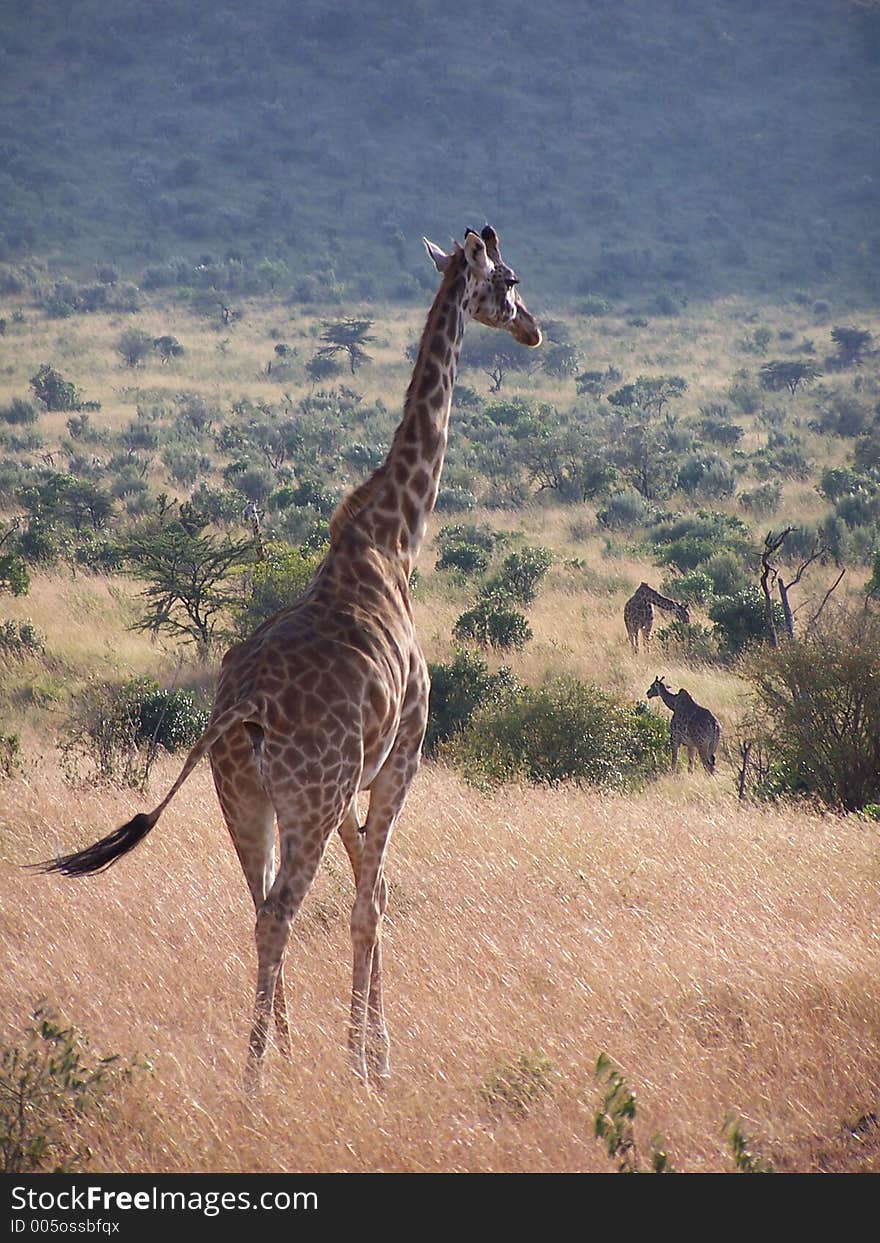 Giraffes grazing, africa