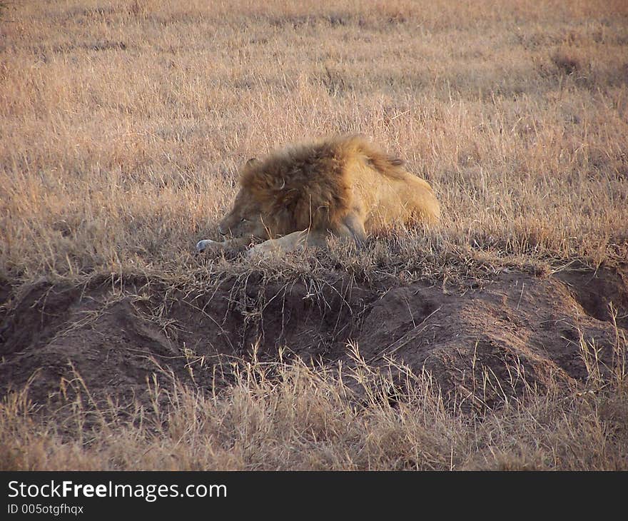 Lion sleeping,africa