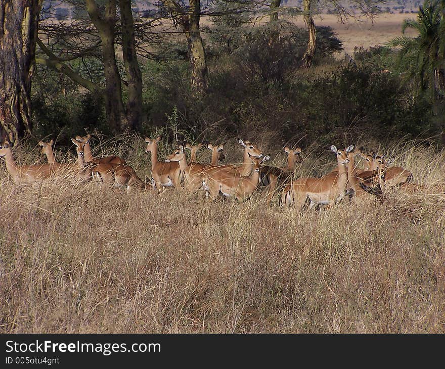 Impala, africa