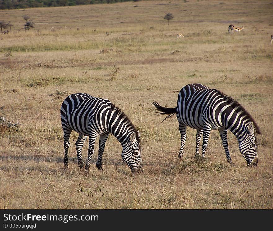 Zebras, africa