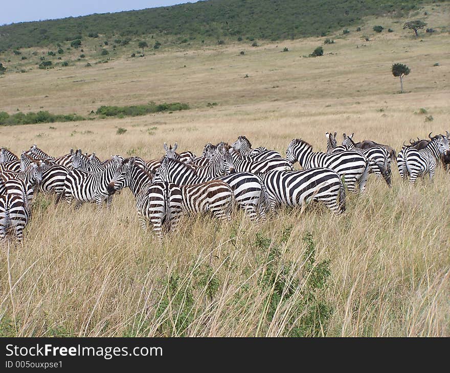 Zebras, africa