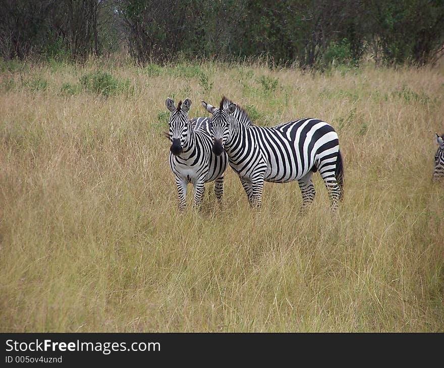 Zebras, africa