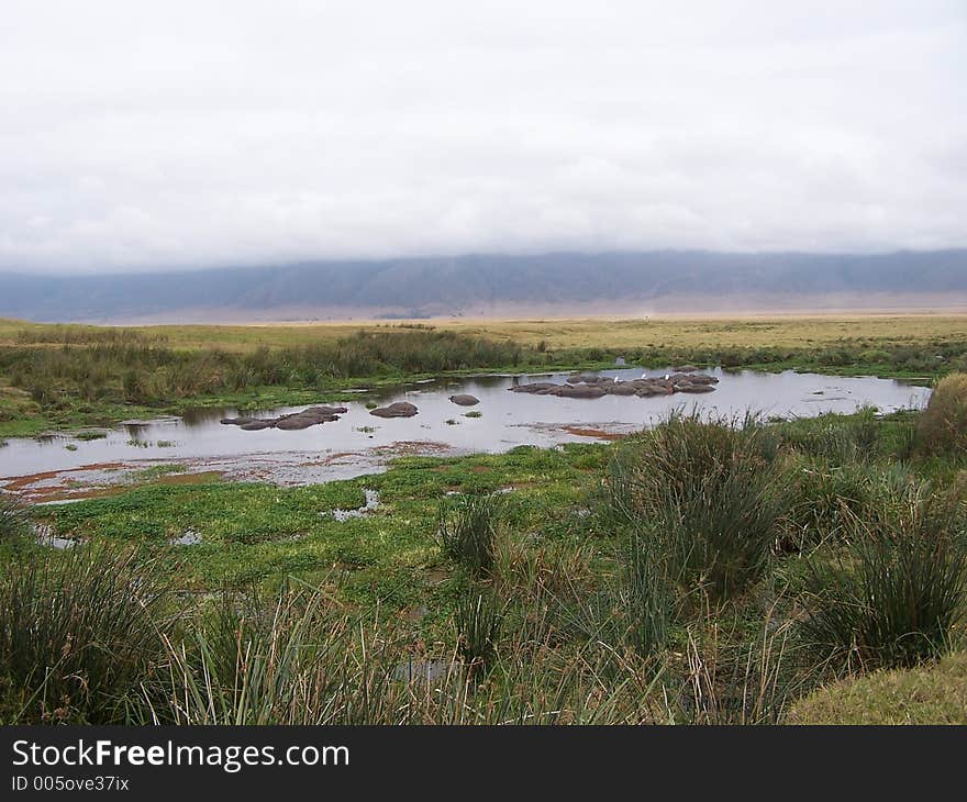 Hippos, africa