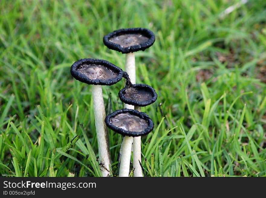 Close-up of a group of decaying and poisonous looking toadstools. Close-up of a group of decaying and poisonous looking toadstools