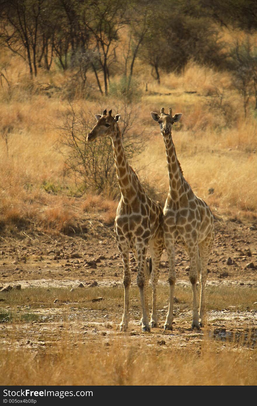 Two giraffe, Pilanesburg National Park, South Africa. Two giraffe, Pilanesburg National Park, South Africa