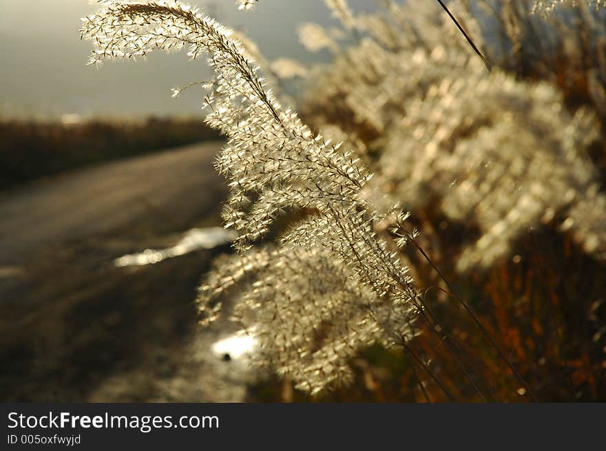 Feather Grass