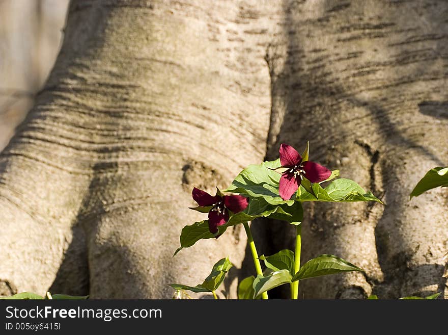 A group of red trilliums growing at the base of a large maple tree. A group of red trilliums growing at the base of a large maple tree