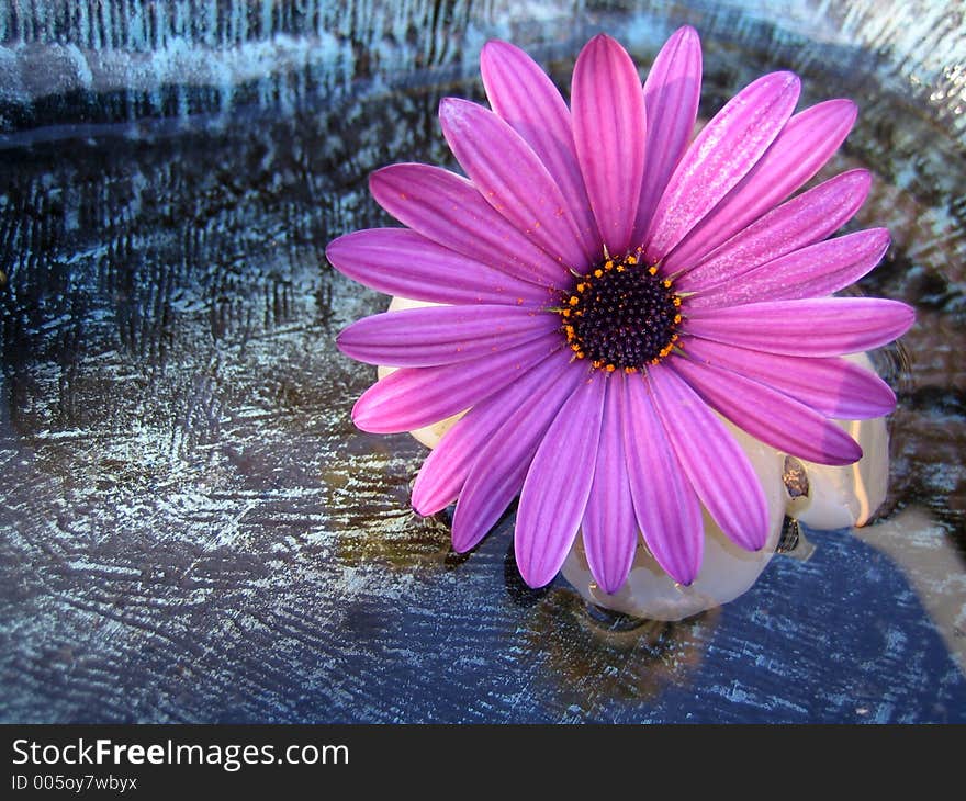 Flower in basin