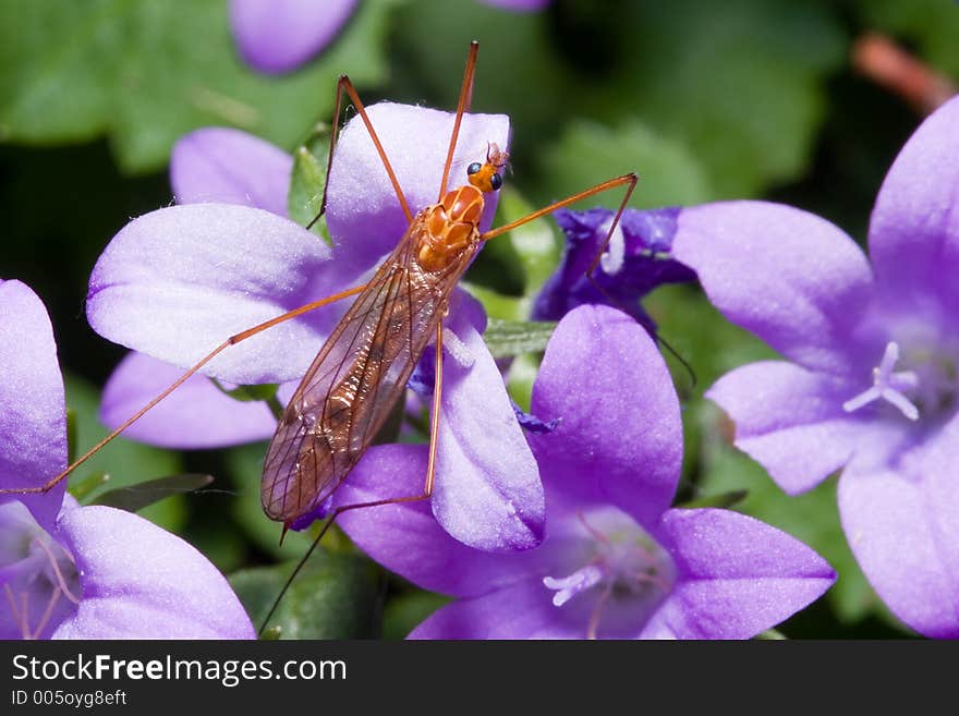 Close up of an insect resting on some flowers. Close up of an insect resting on some flowers