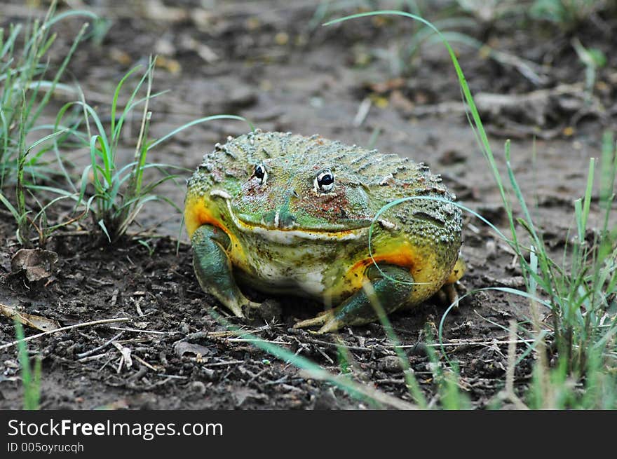 Bull frog