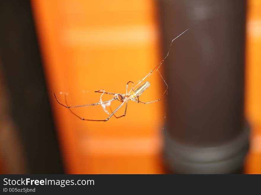 Closeup of a spider