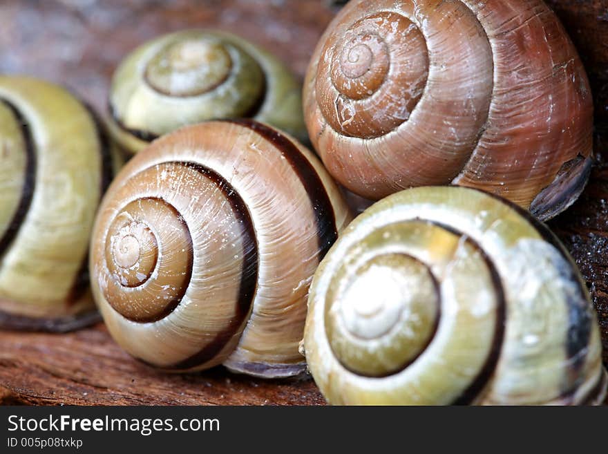 Snails