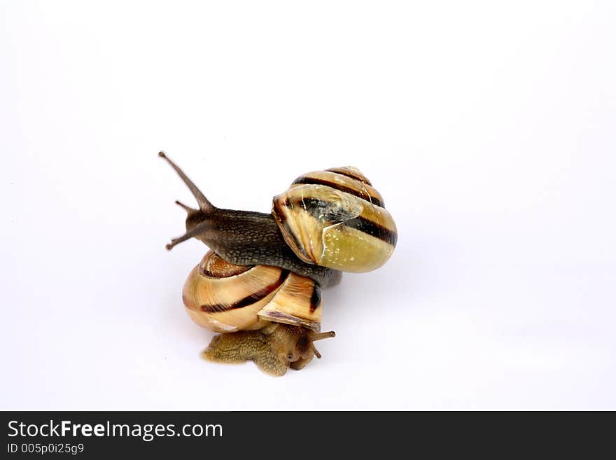 Snails