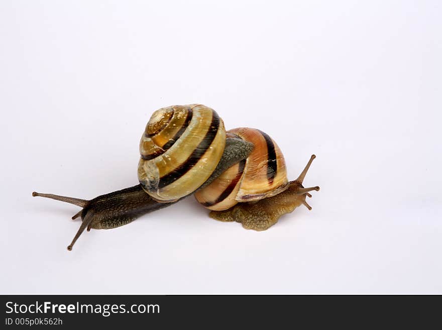 Snails composition