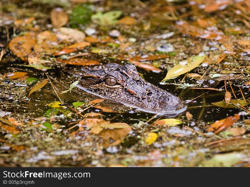 Gator in leaves