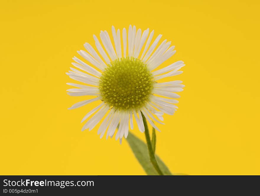 Purple and Yellow Flower. Purple and Yellow Flower