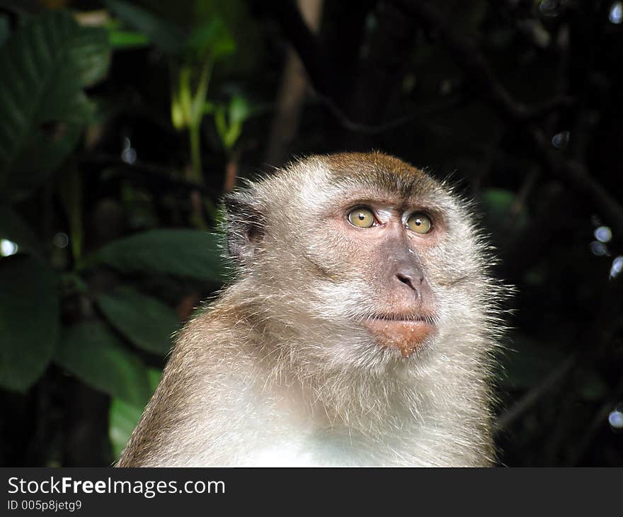 Long Tail Macaque Looking