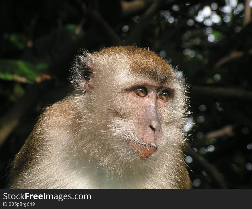 Long tail macaque staring