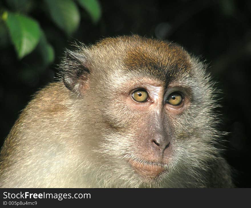 Taken at riverside road in singapore,  a questioning look from this long tailed macaque primate. Taken at riverside road in singapore,  a questioning look from this long tailed macaque primate