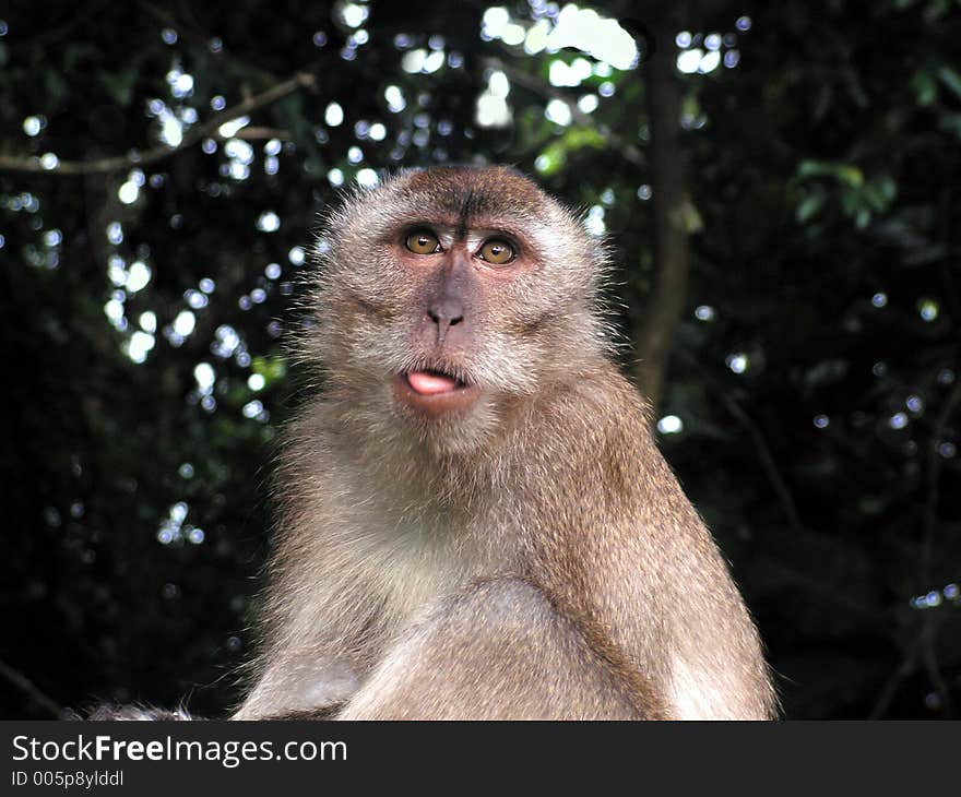 Monkey Poking Tongue Out