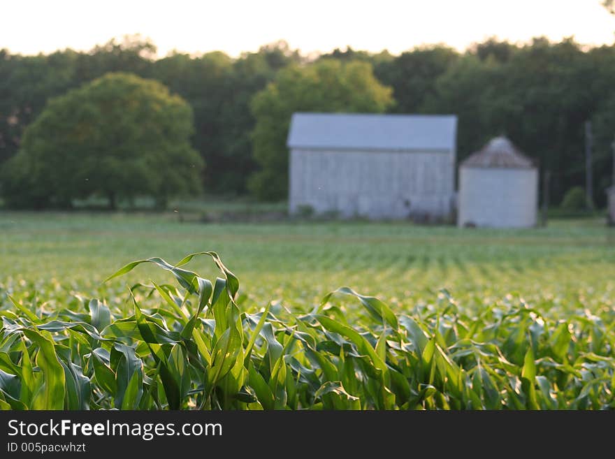 Barn in Cornfield at sundown