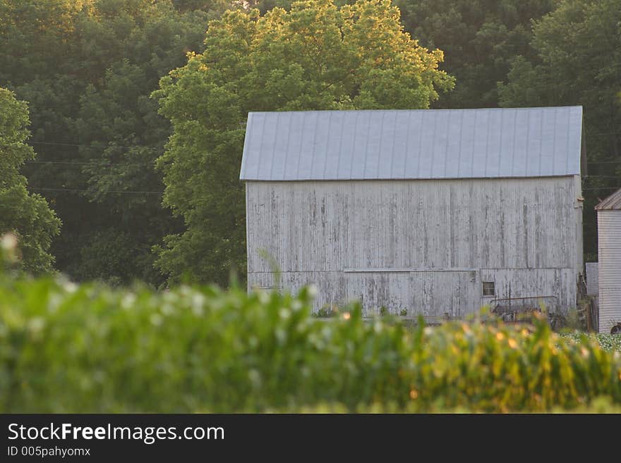 Barn in Cornfield