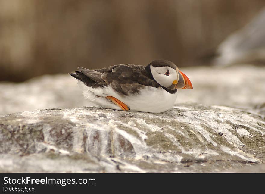 Puffin