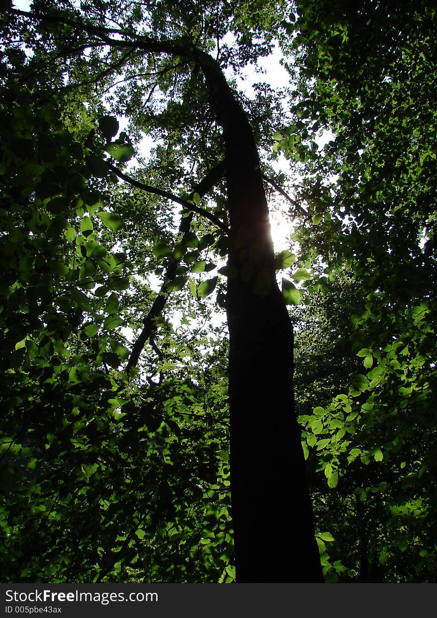 Tree fighting for sunlight.