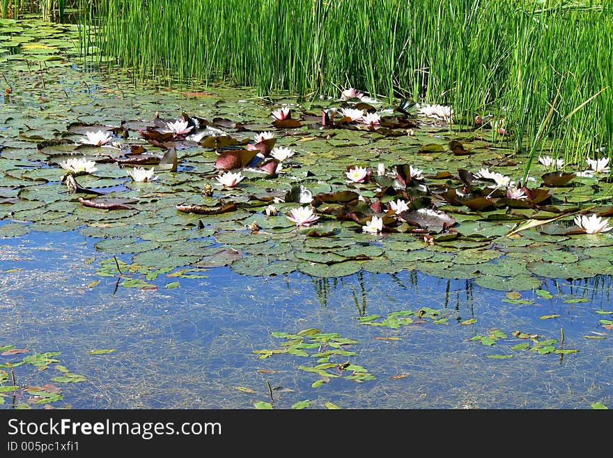 Lilies in a river