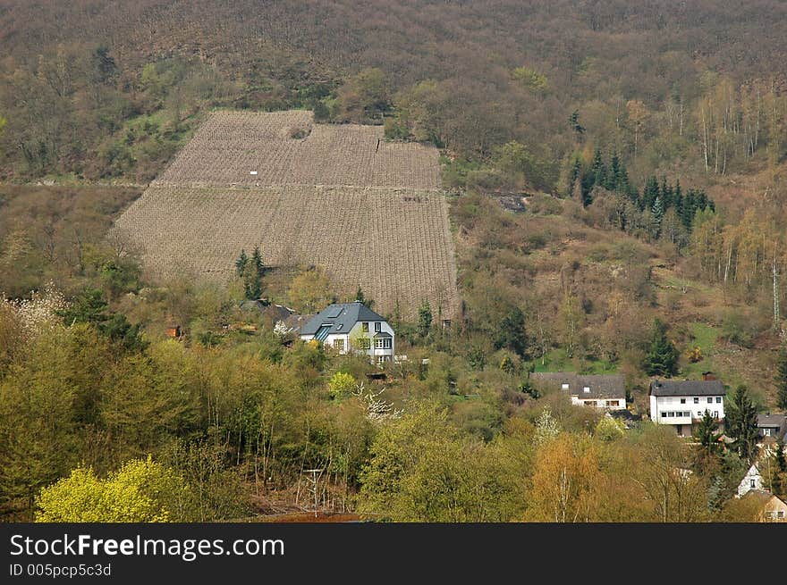 Vineyard Cochem