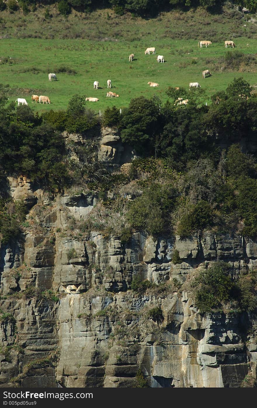 A group of cows near of a rock wall in Olot (Catalunya,Spain). A group of cows near of a rock wall in Olot (Catalunya,Spain)