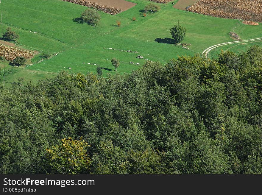 Forest near of a culture field. Forest near of a culture field