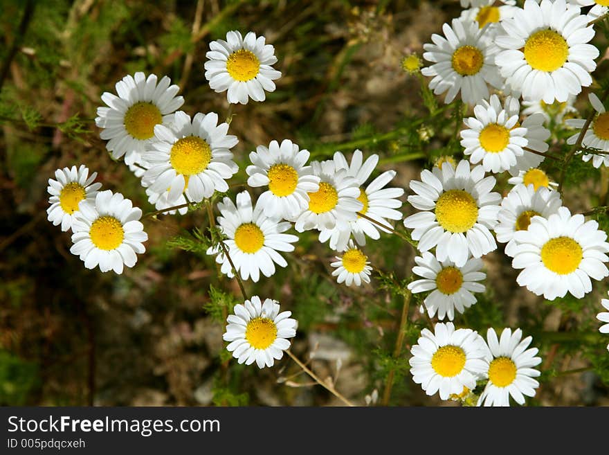 White yellow flowers in the field