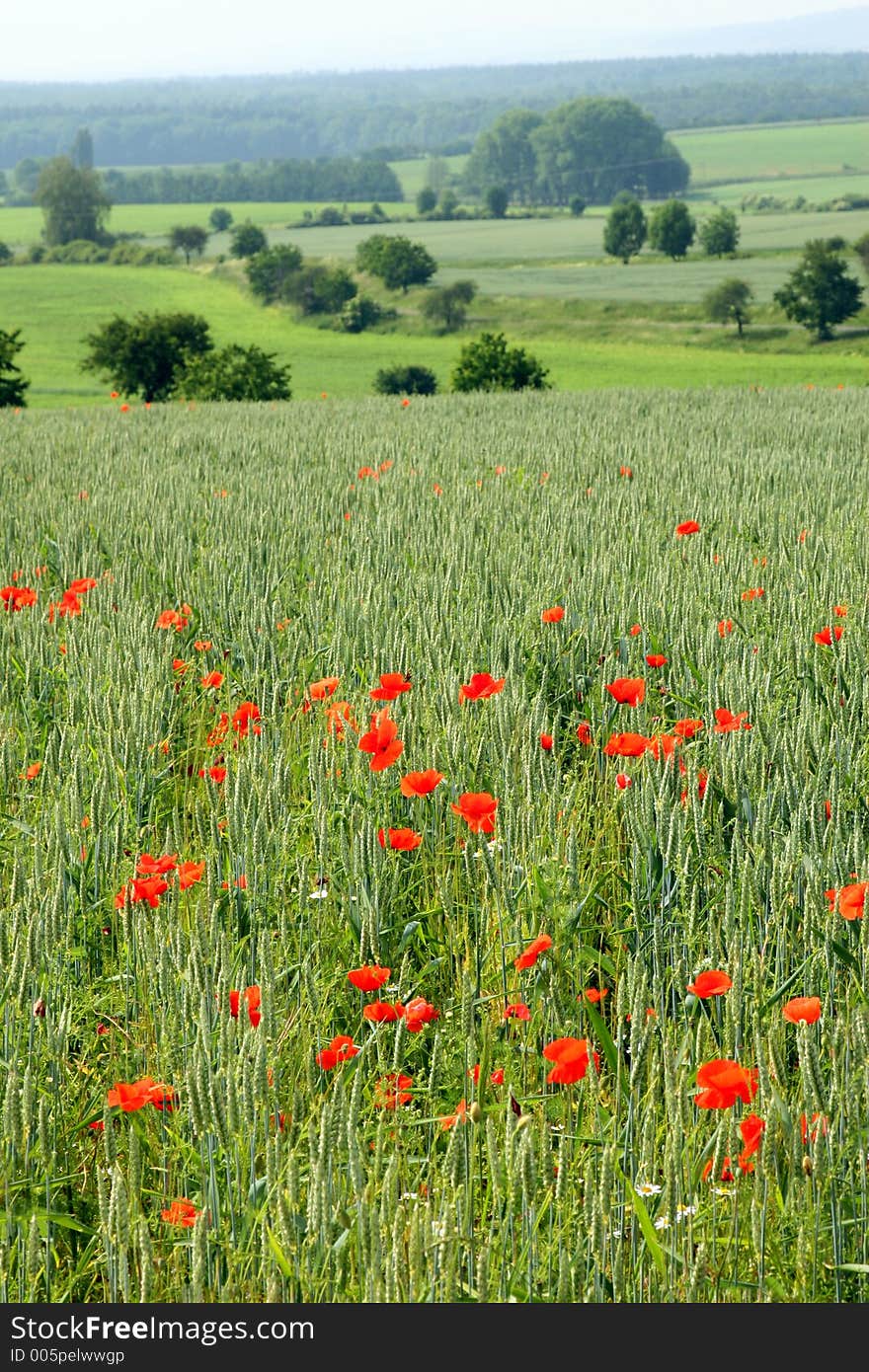 Filed of poppies with houses in background. Filed of poppies with houses in background.