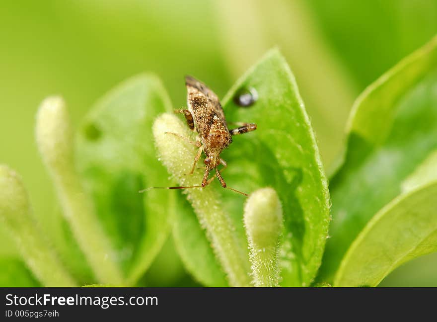 Photo of a Bug. Photo of a Bug